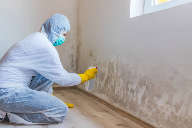 Licensed Mold Remediation service in Groveville, NJ - 24 Hour Mold Removal