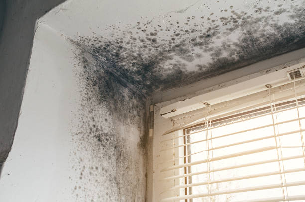 Affordable Mold Remediation solutions in Groveville, NJ